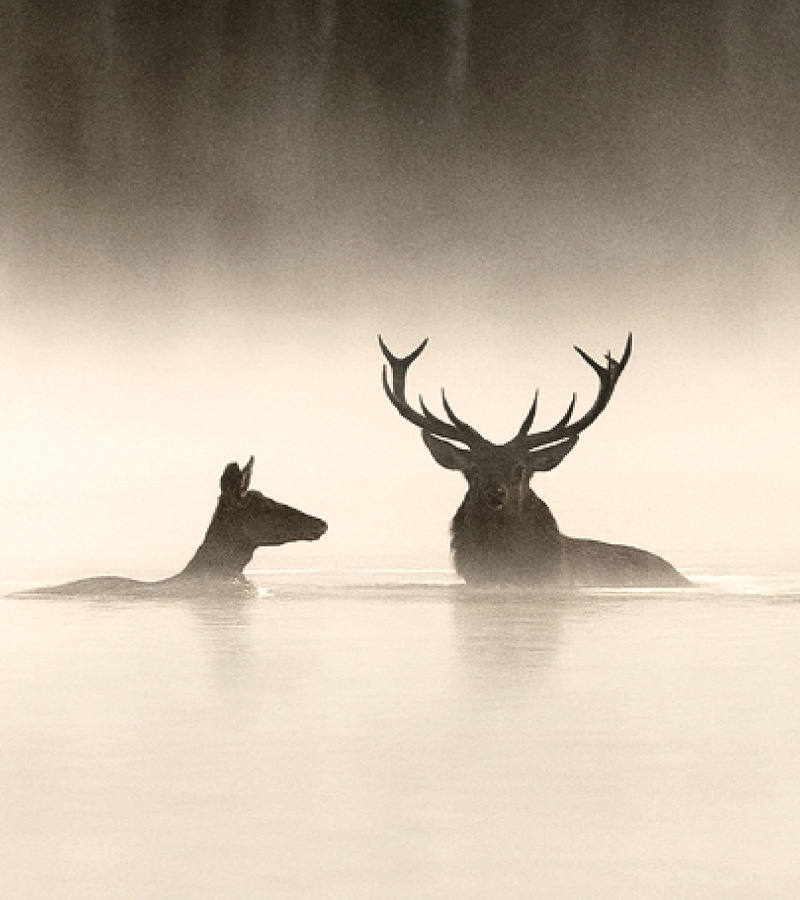 affiche du film Ciné-SME : Le Chant des forêts